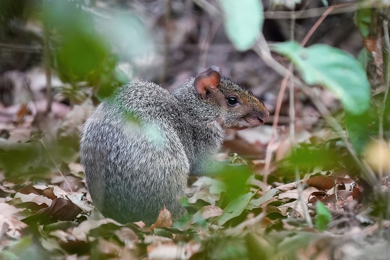 Agouti