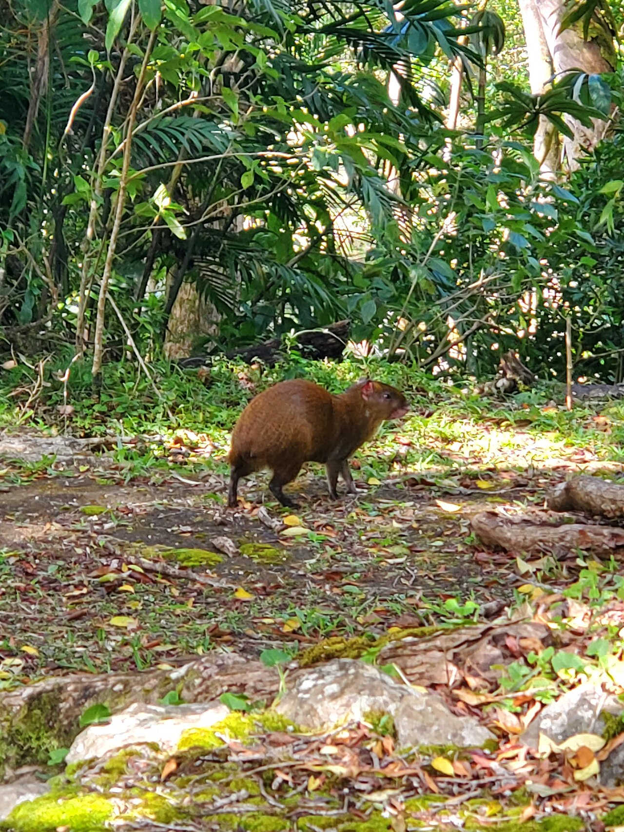 Agouti