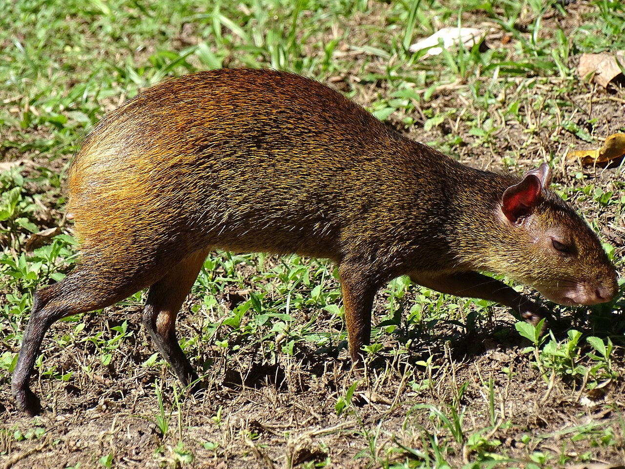 Agouti