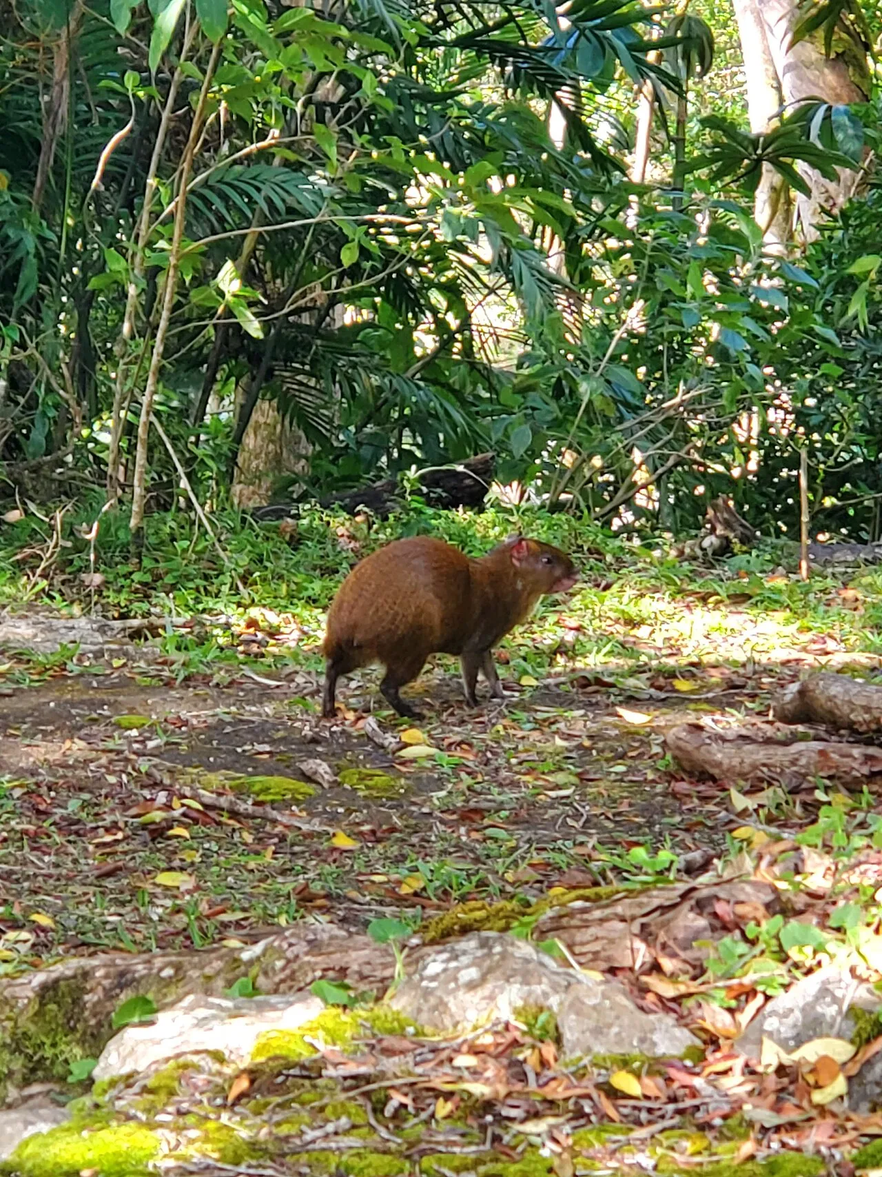 Agouti