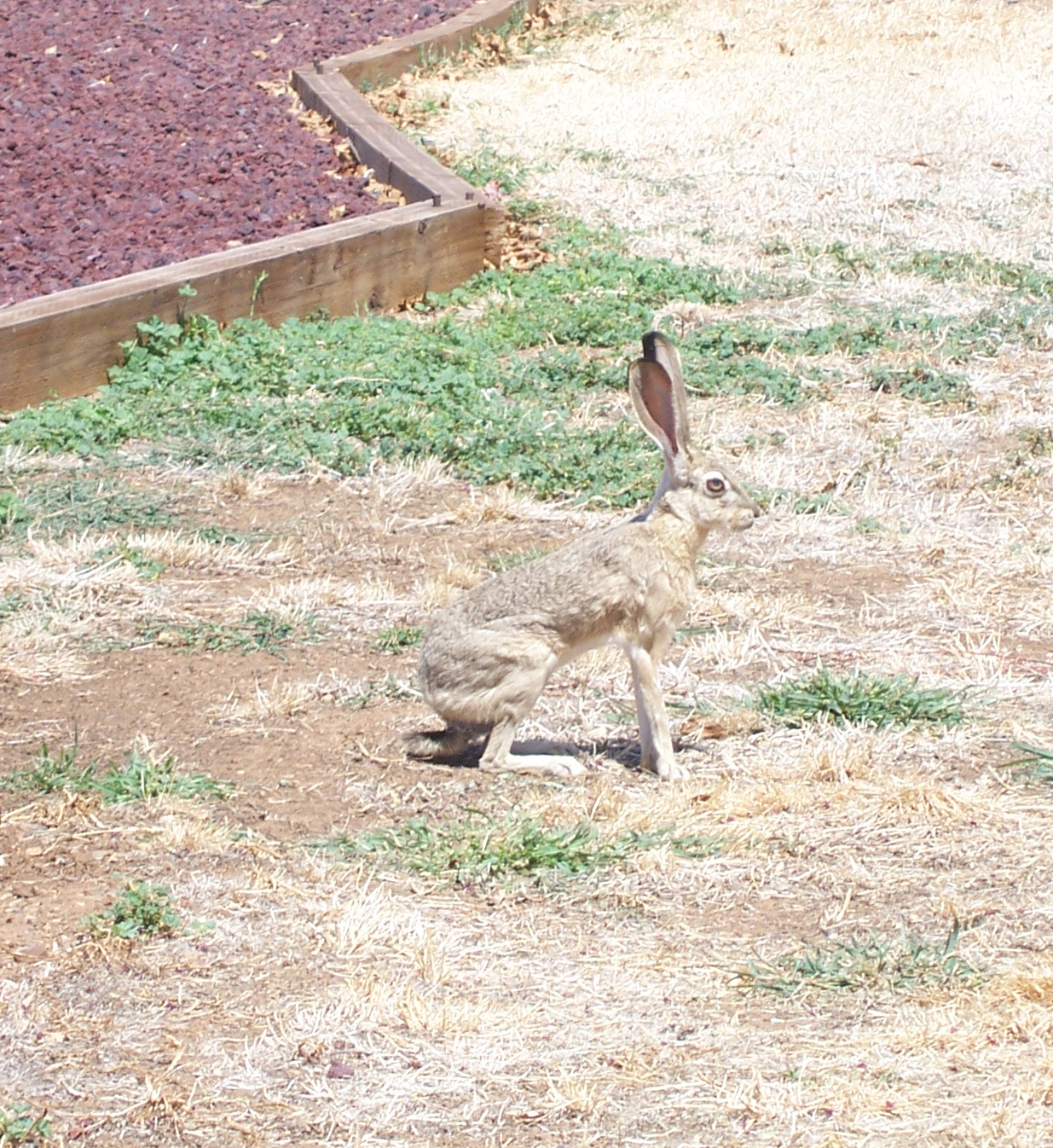 Antelope jackrabbit