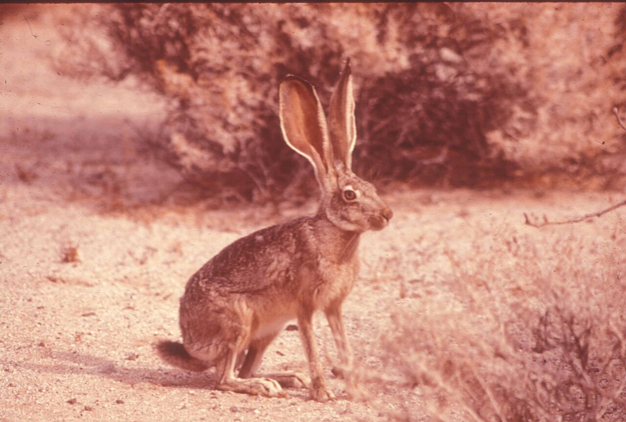Antelope jackrabbit