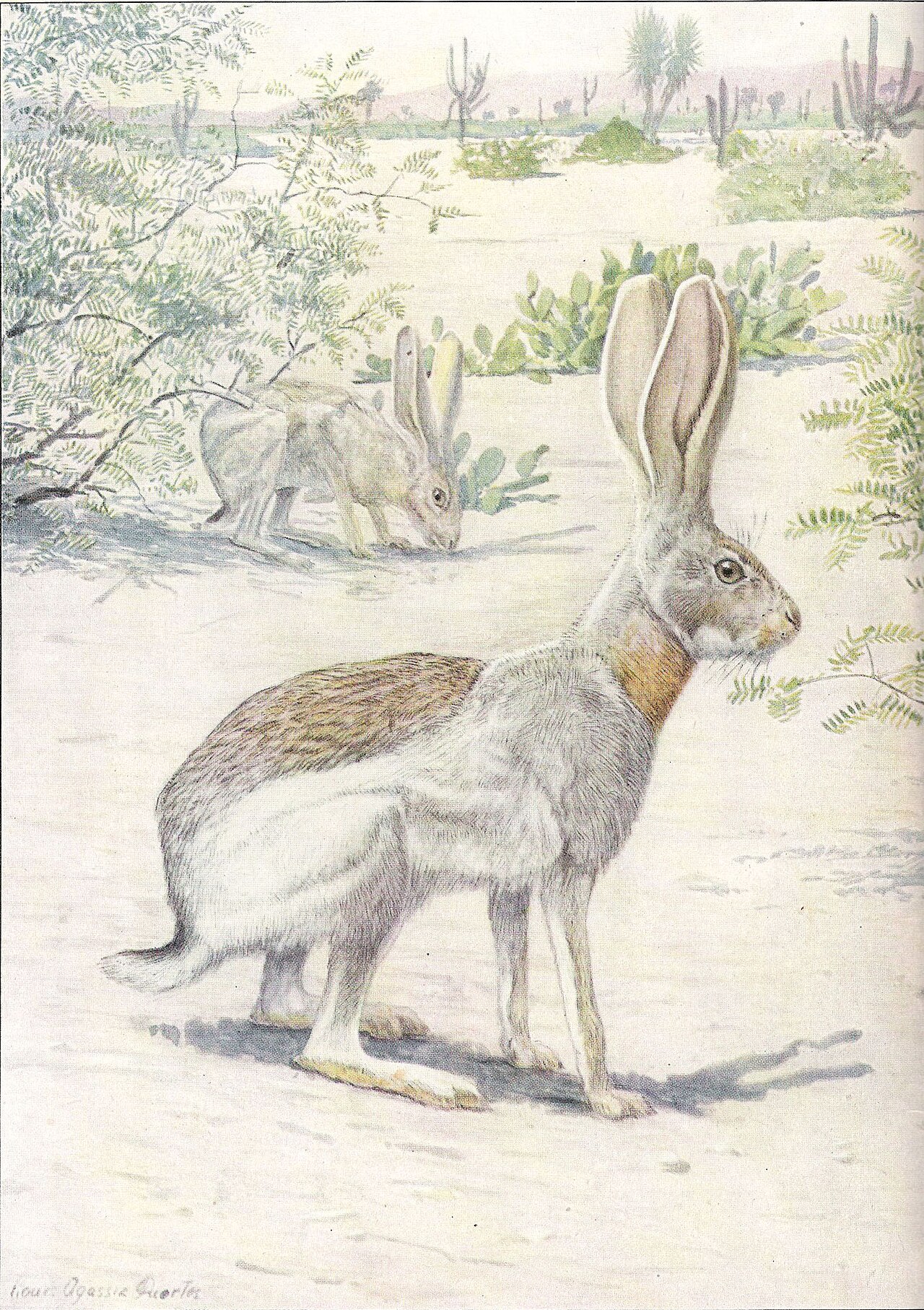 Antelope jackrabbit