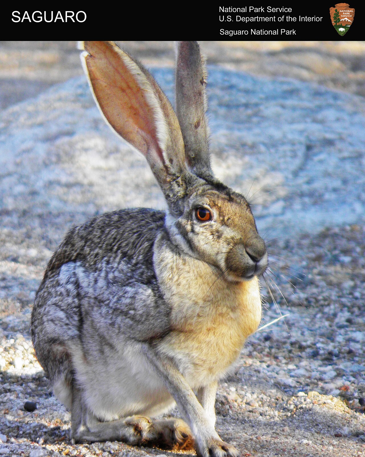 Antelope jackrabbit
