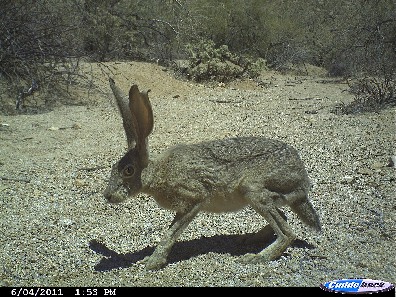Antelope jackrabbit