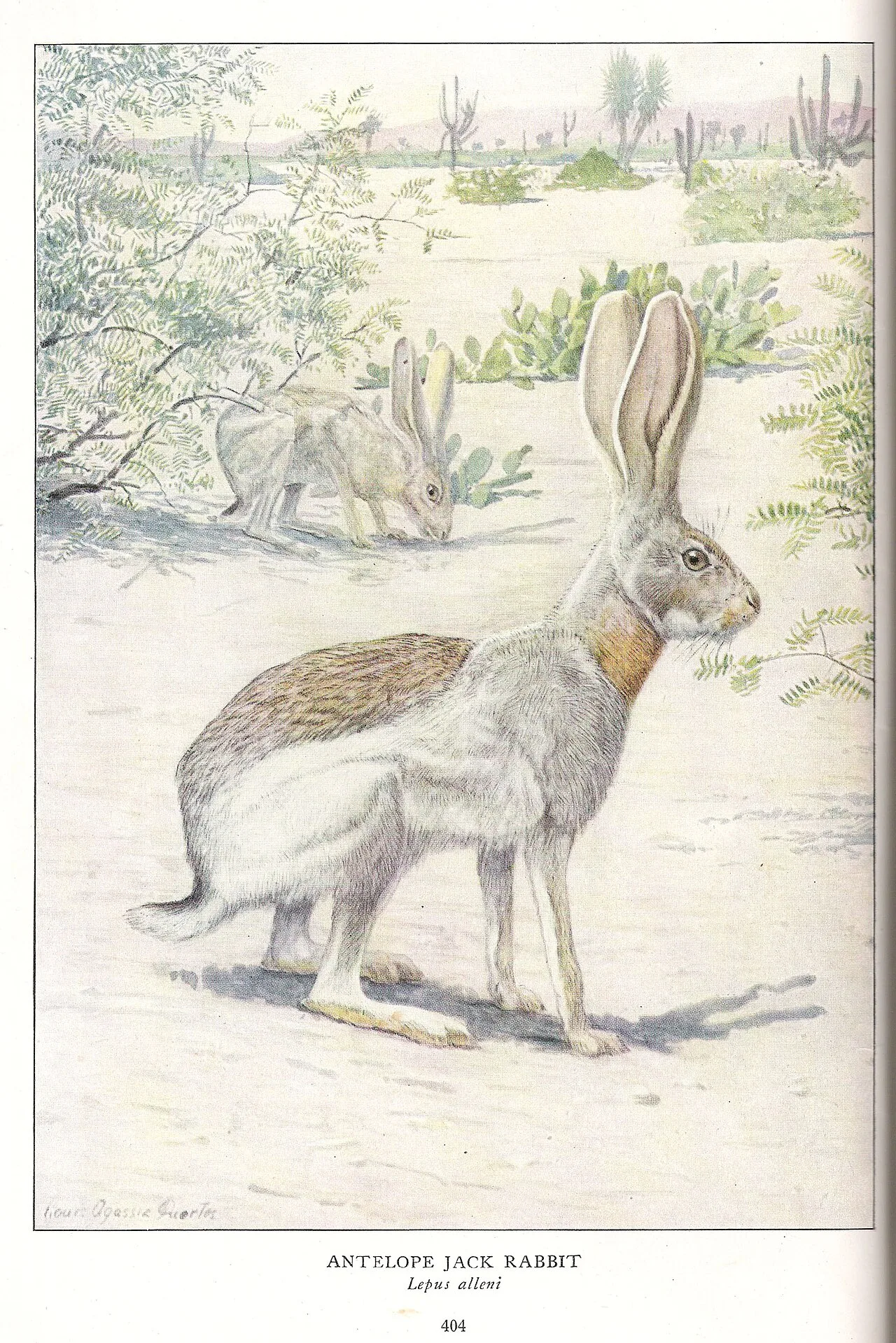 Antelope jackrabbit