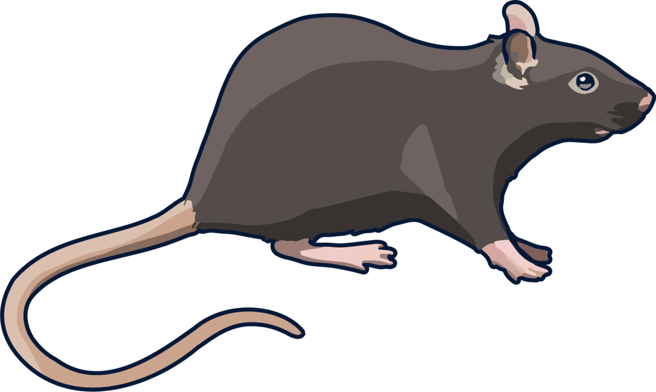 Black rat