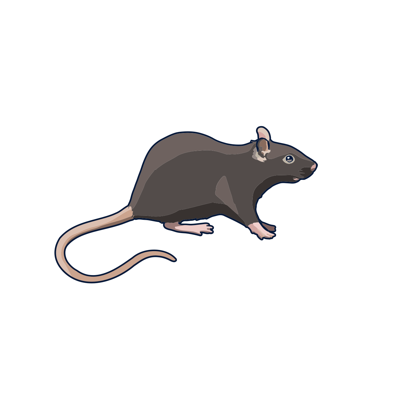 Black rat