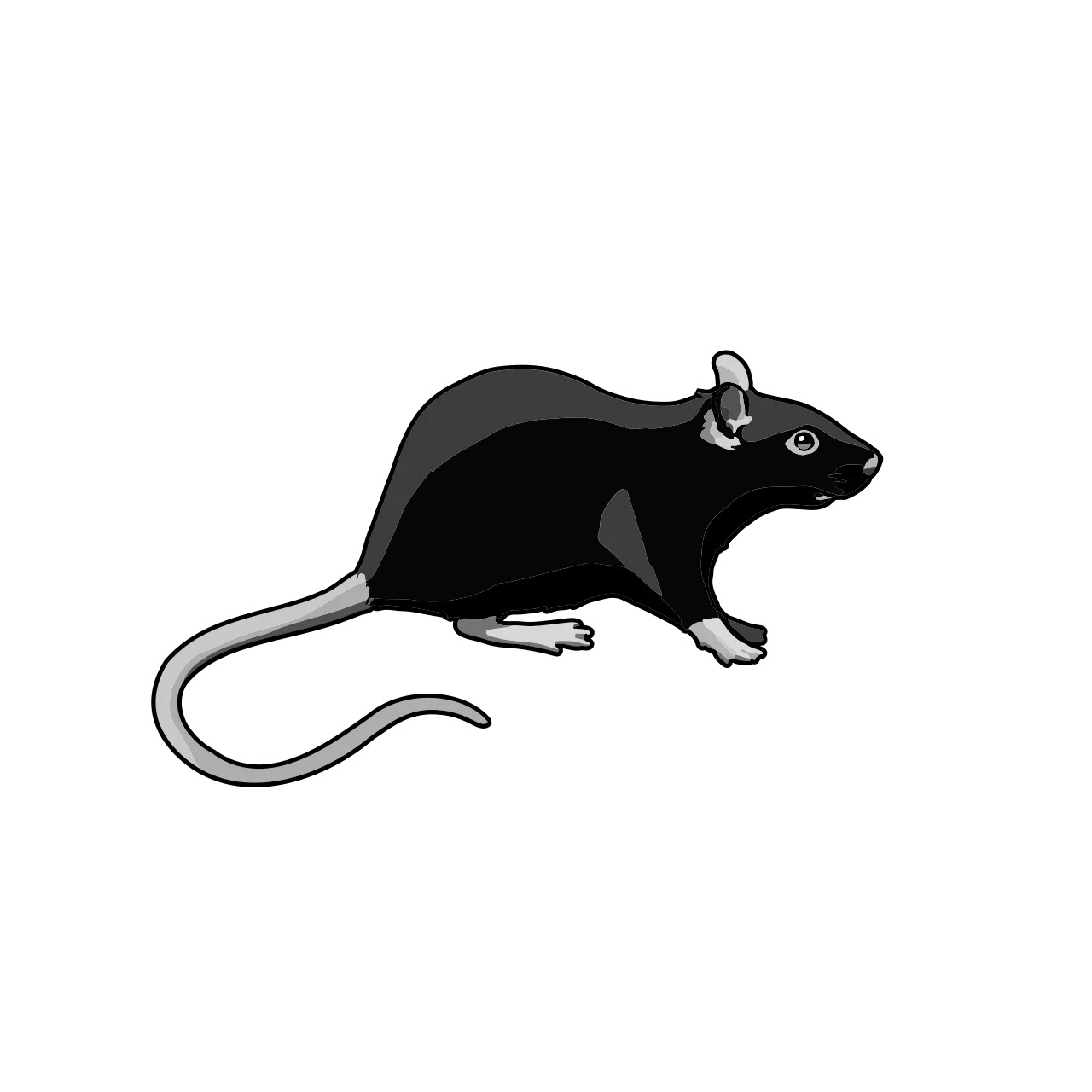 Black rat