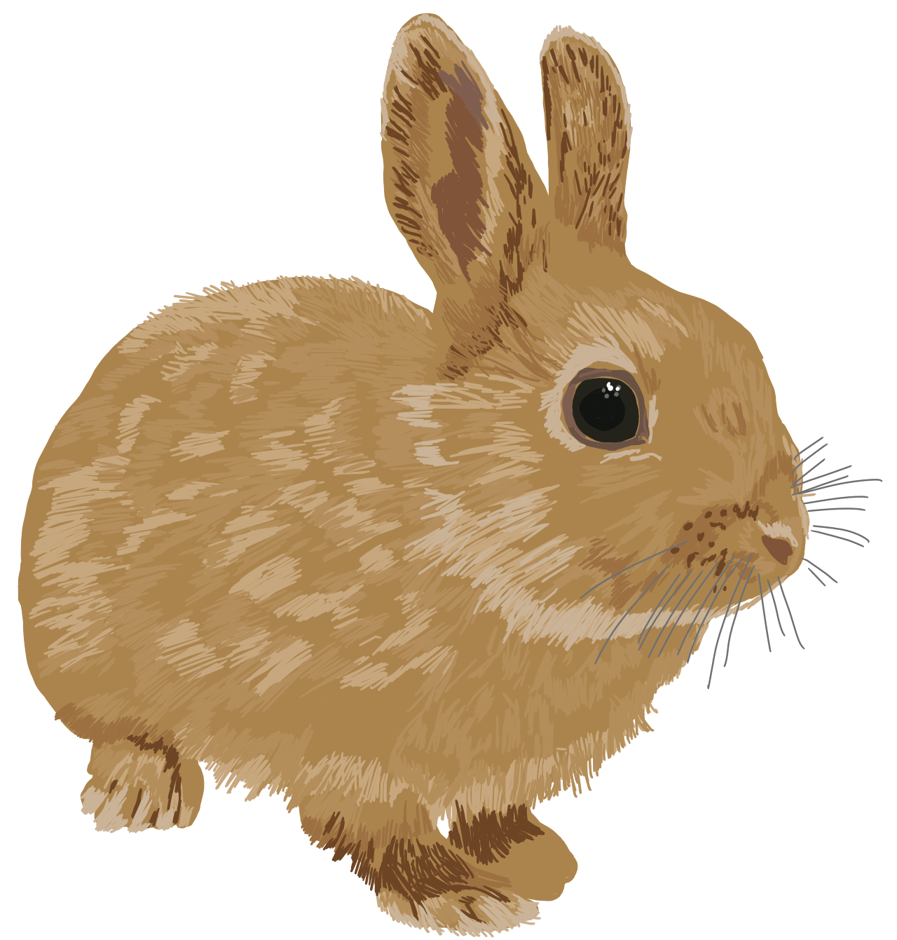 Dwarf rabbit
