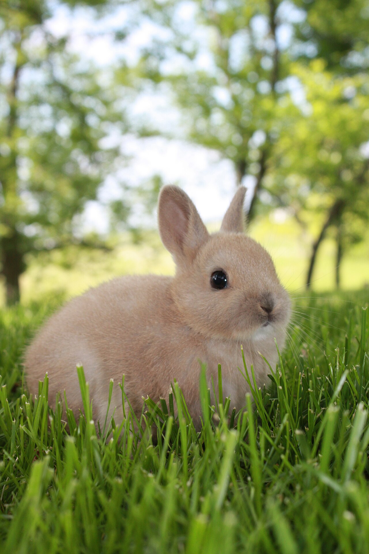 Dwarf rabbit