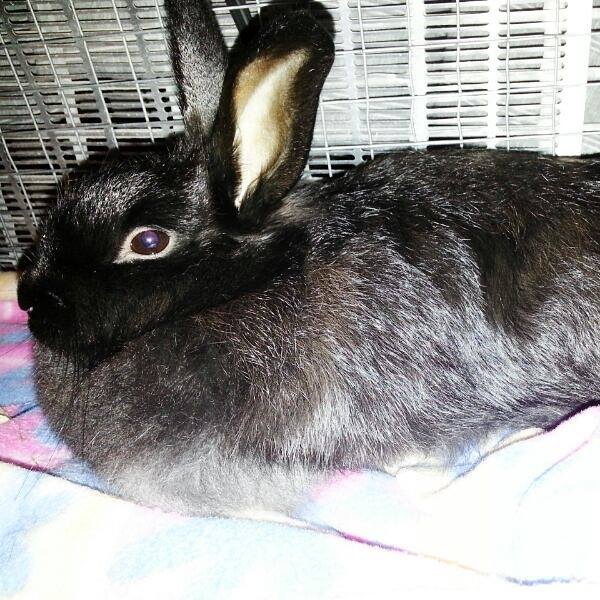 Dwarf rabbit