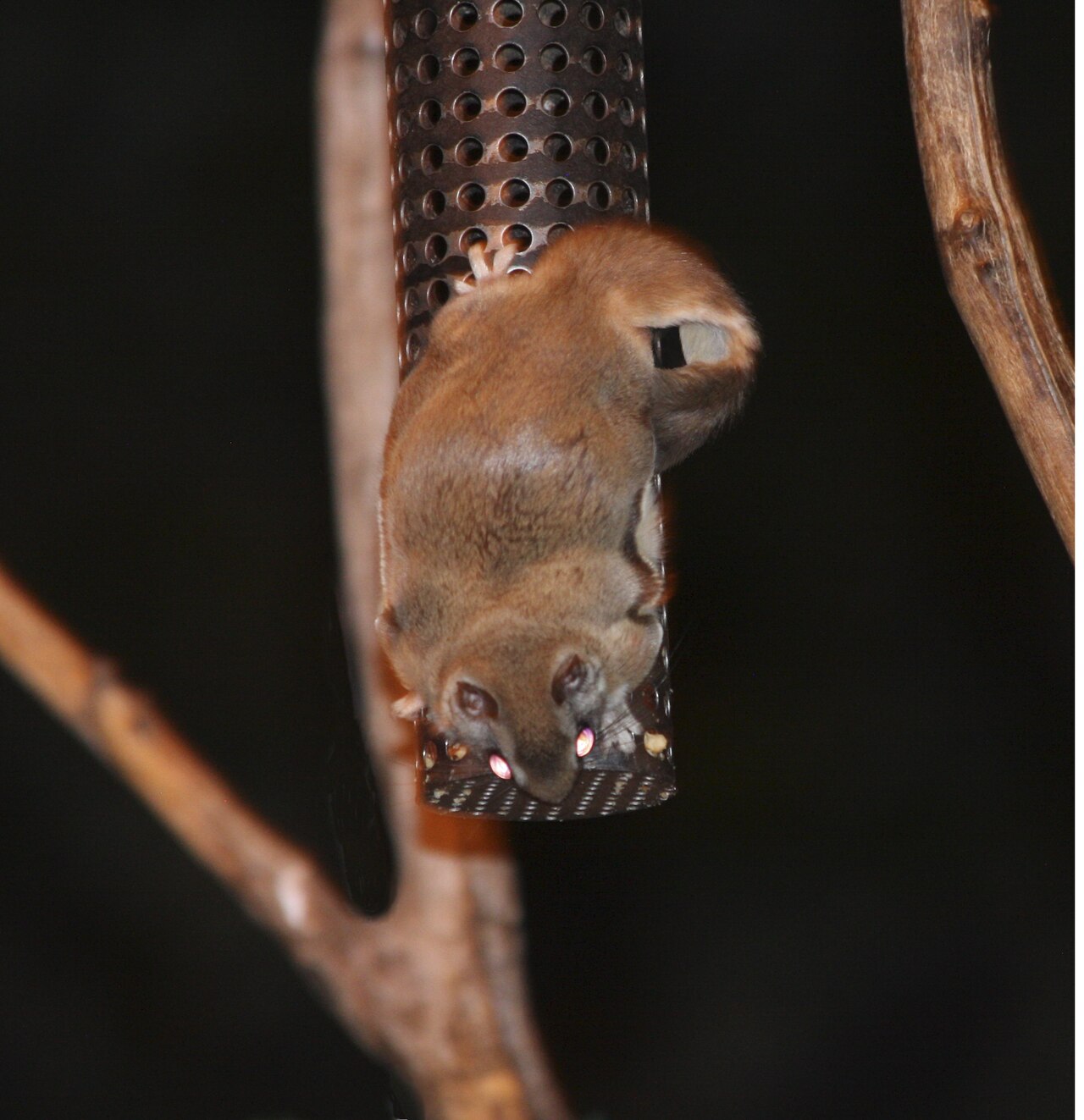 Flying squirrel