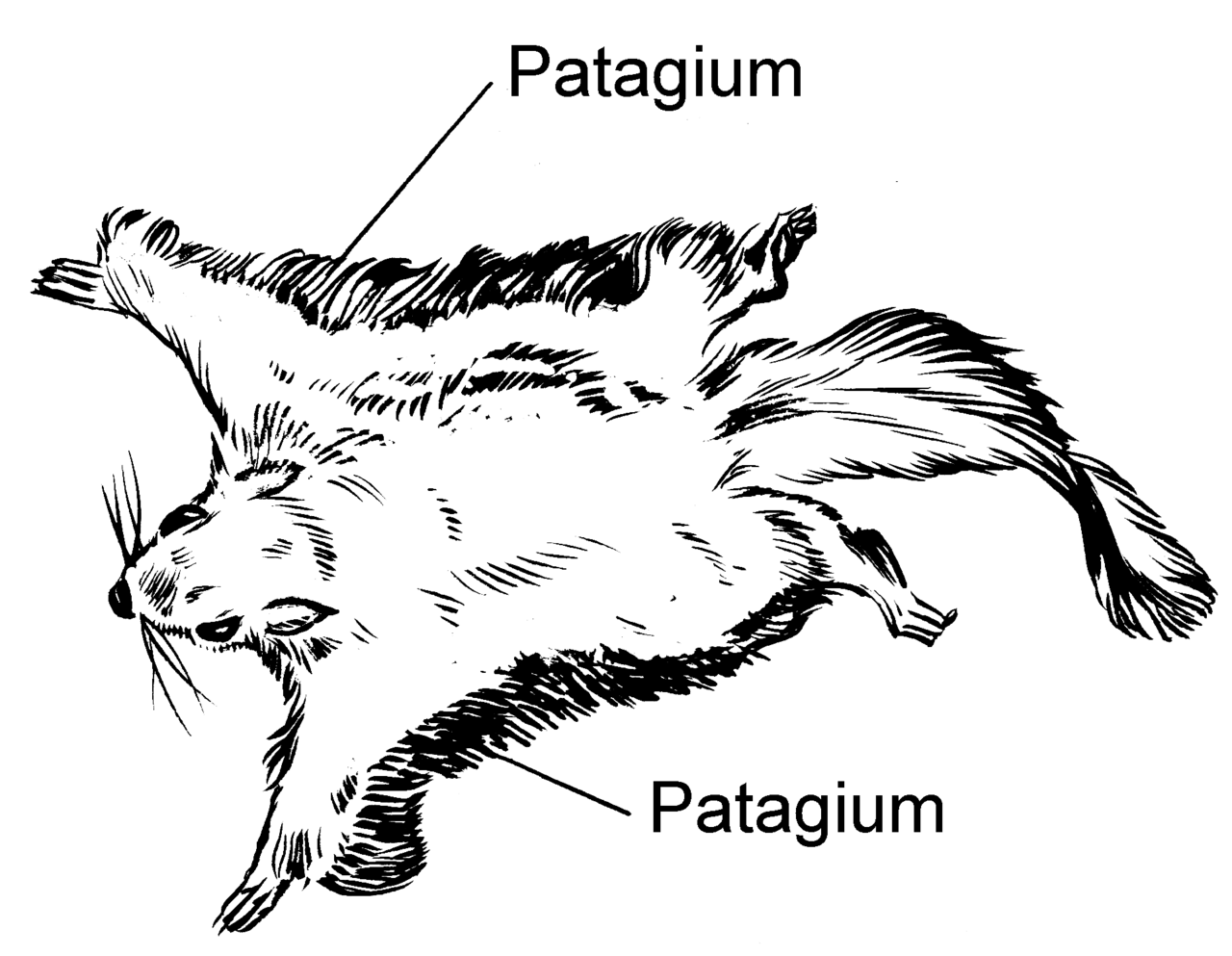 Flying squirrel