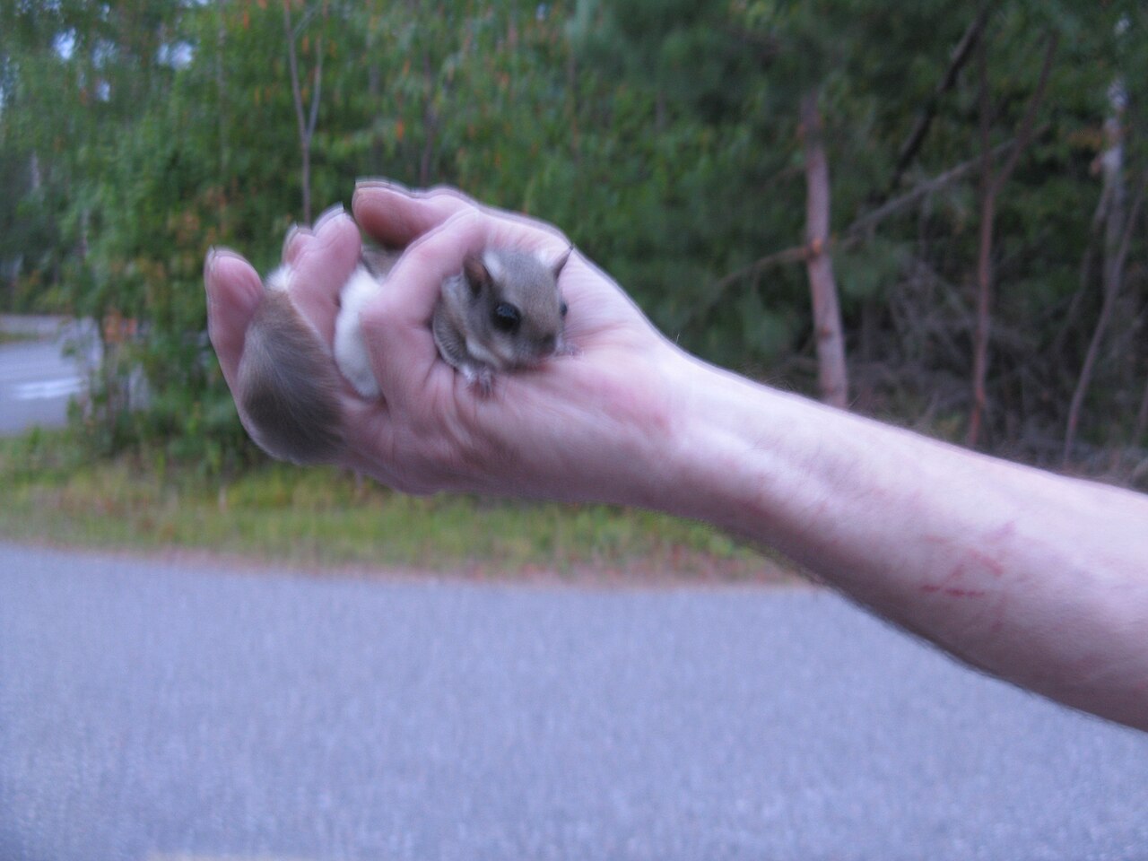 Flying squirrel