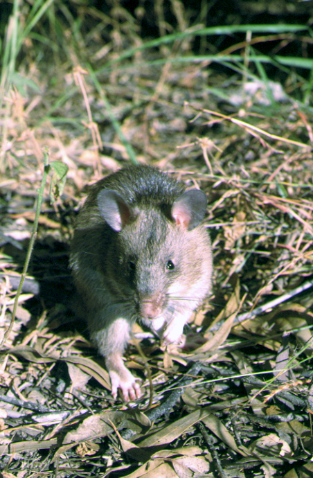 Giant pouched rat