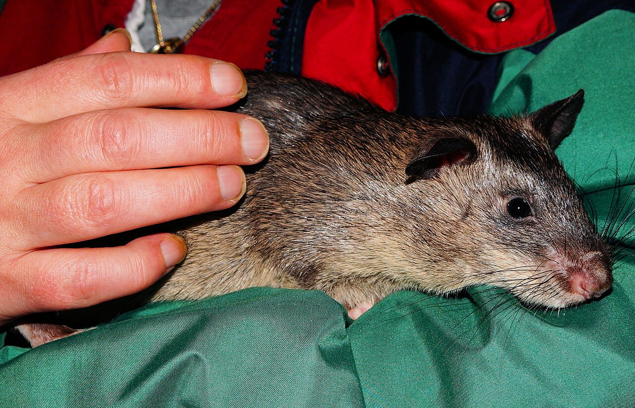 Giant pouched rat