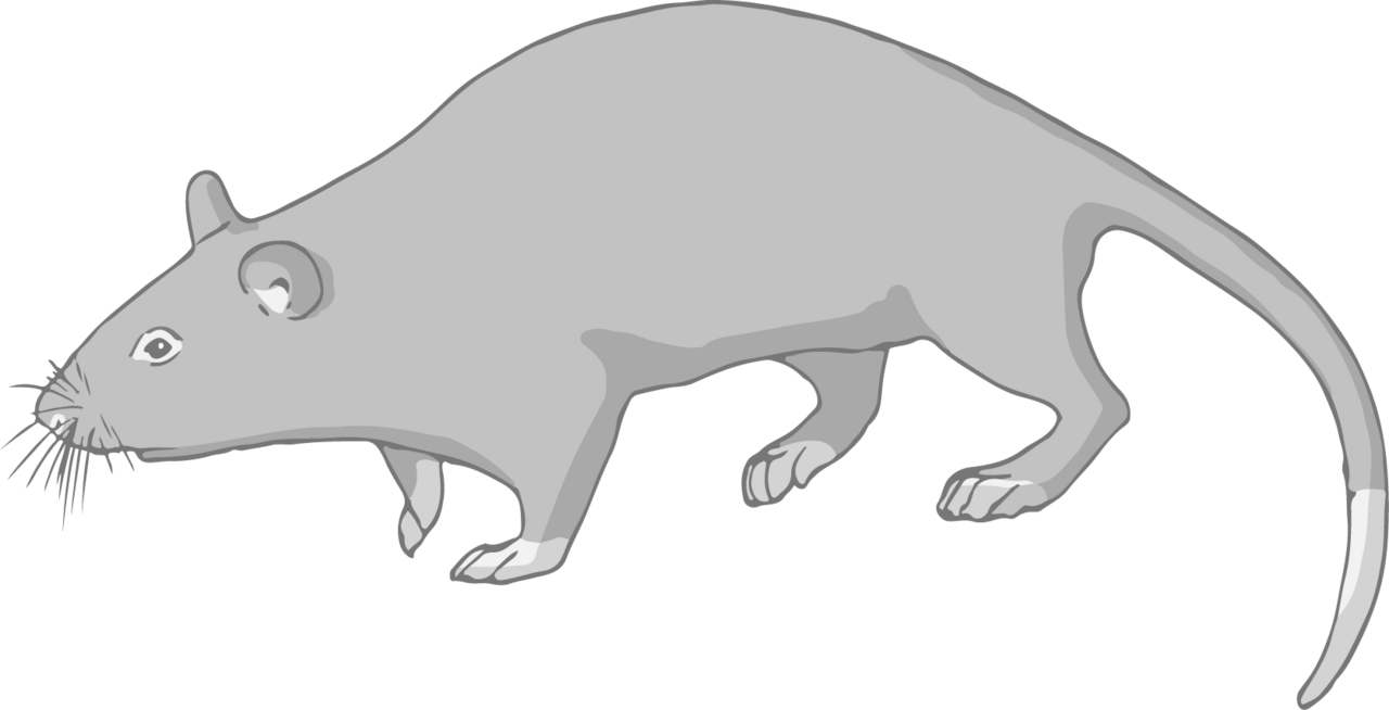 Giant pouched rat