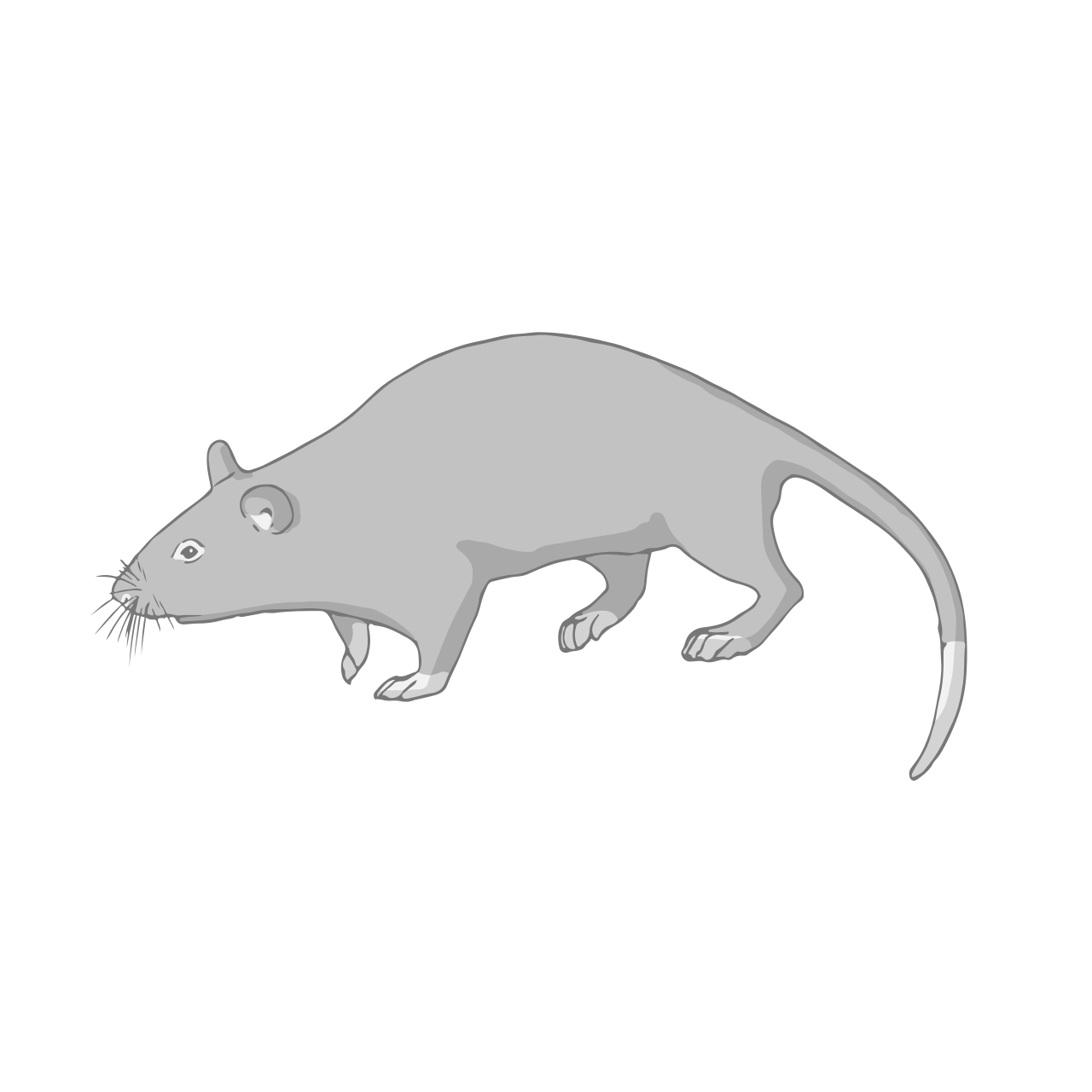 Giant pouched rat