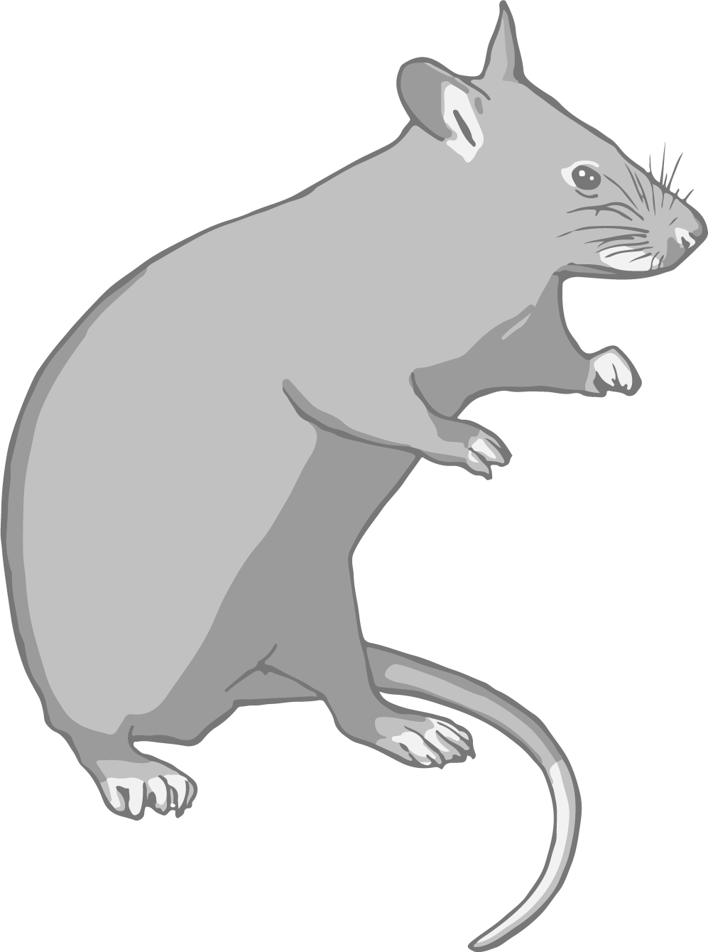 Giant pouched rat