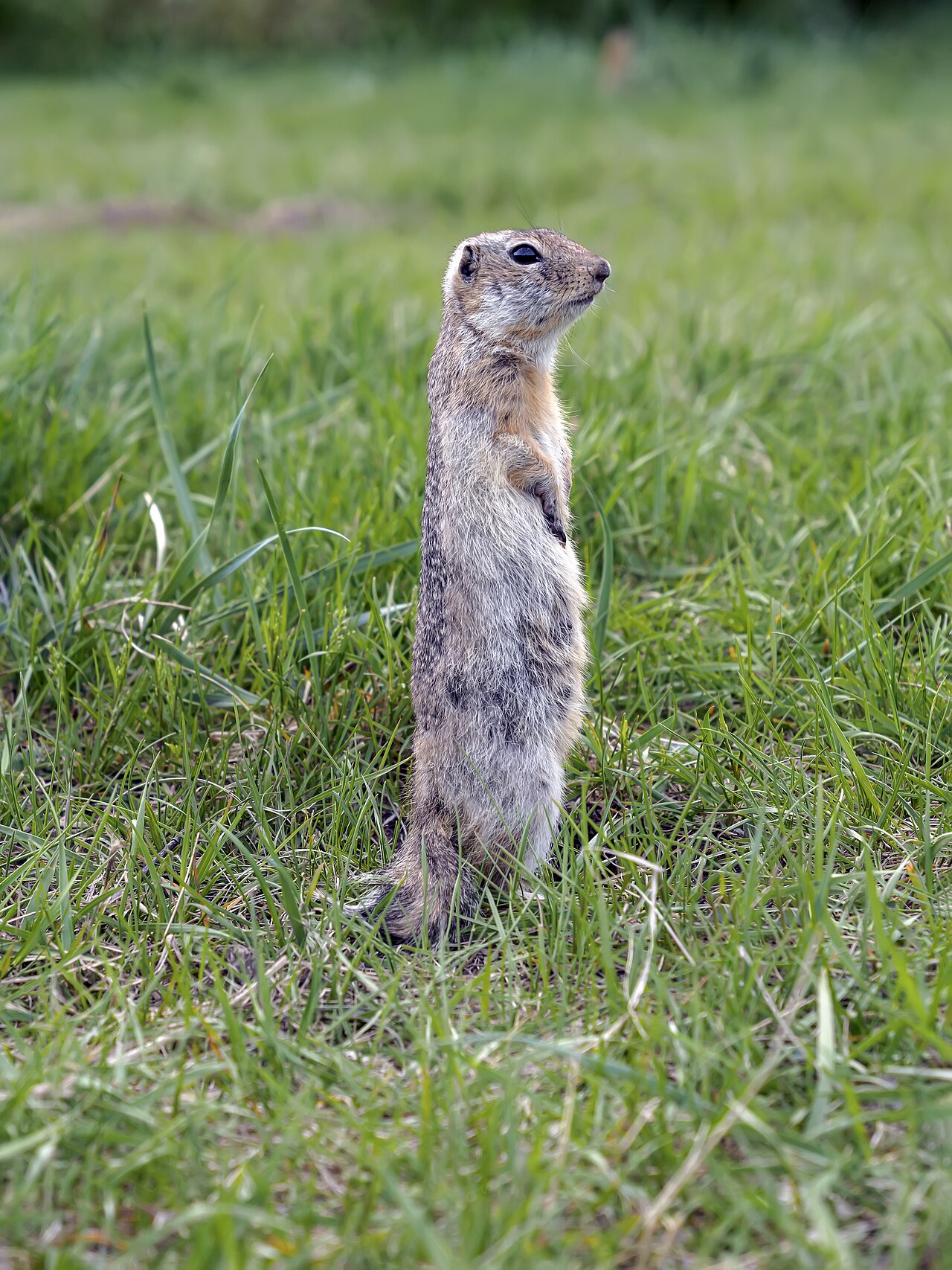 Gopher