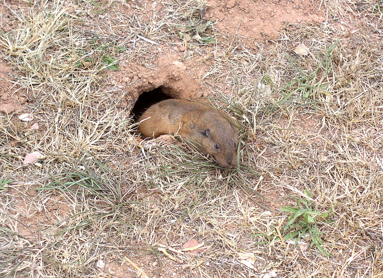 Gopher