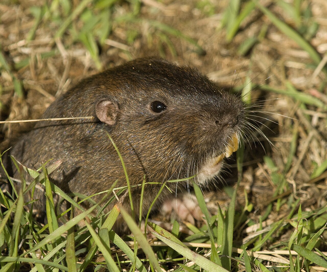 Gopher