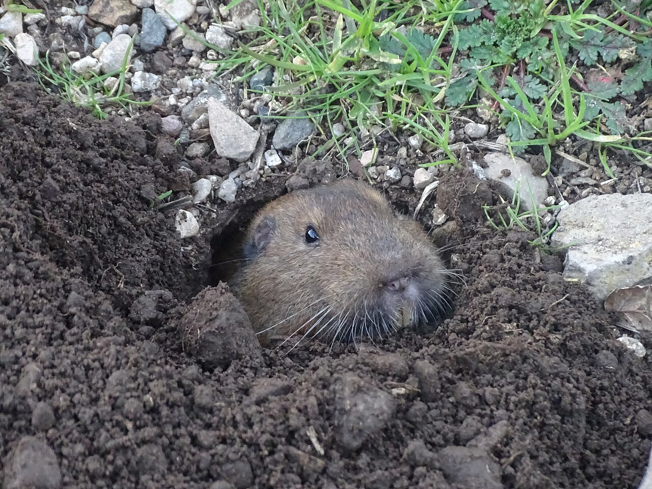 Gopher