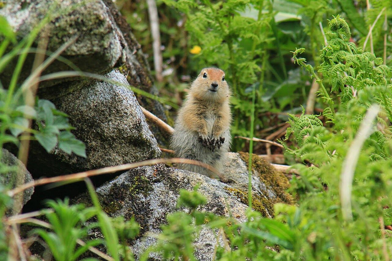 Ground squirrel