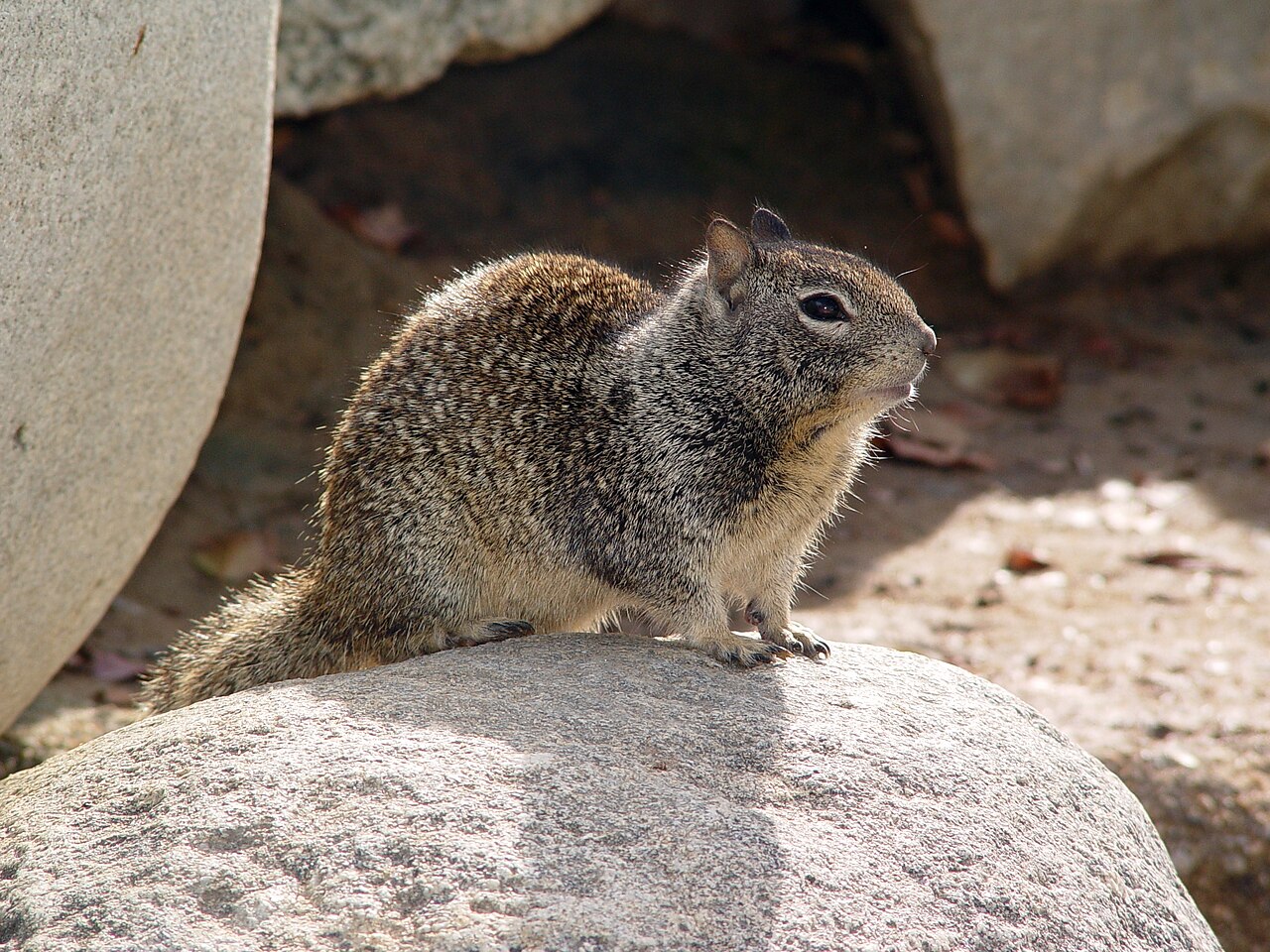 Ground squirrel