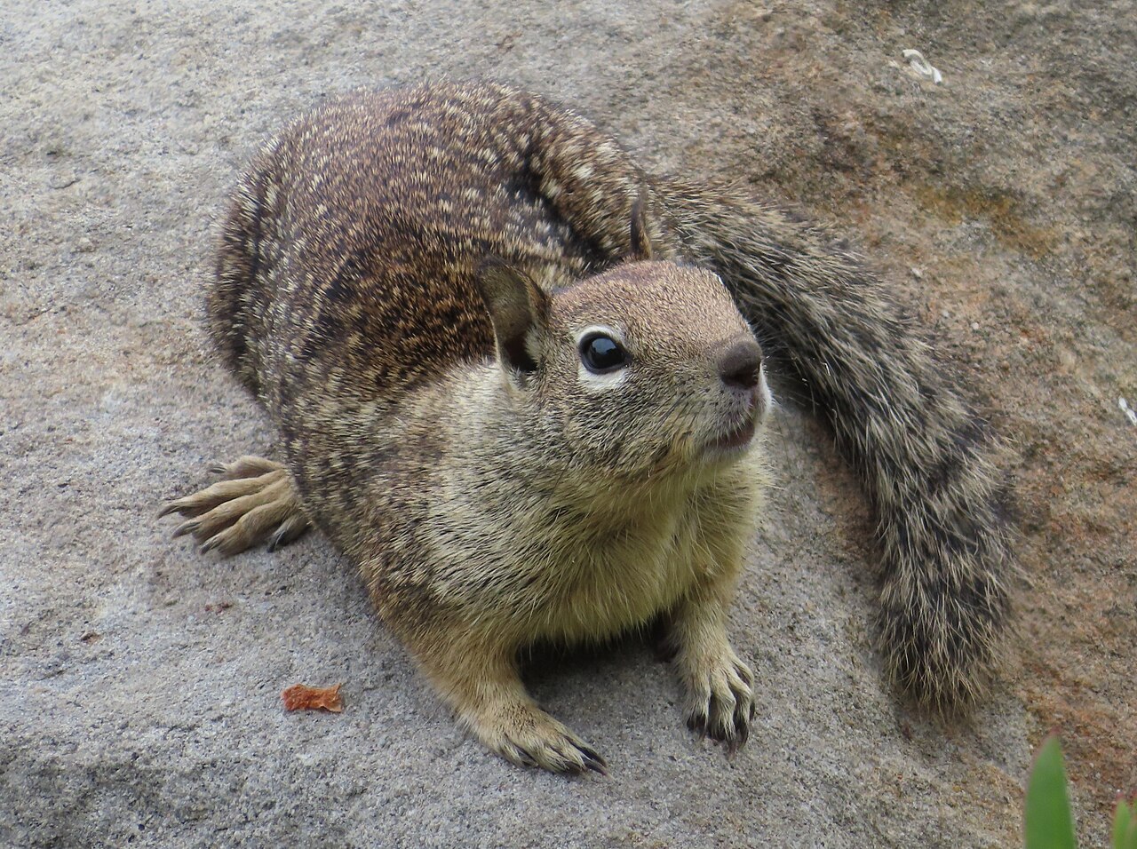 Ground squirrel