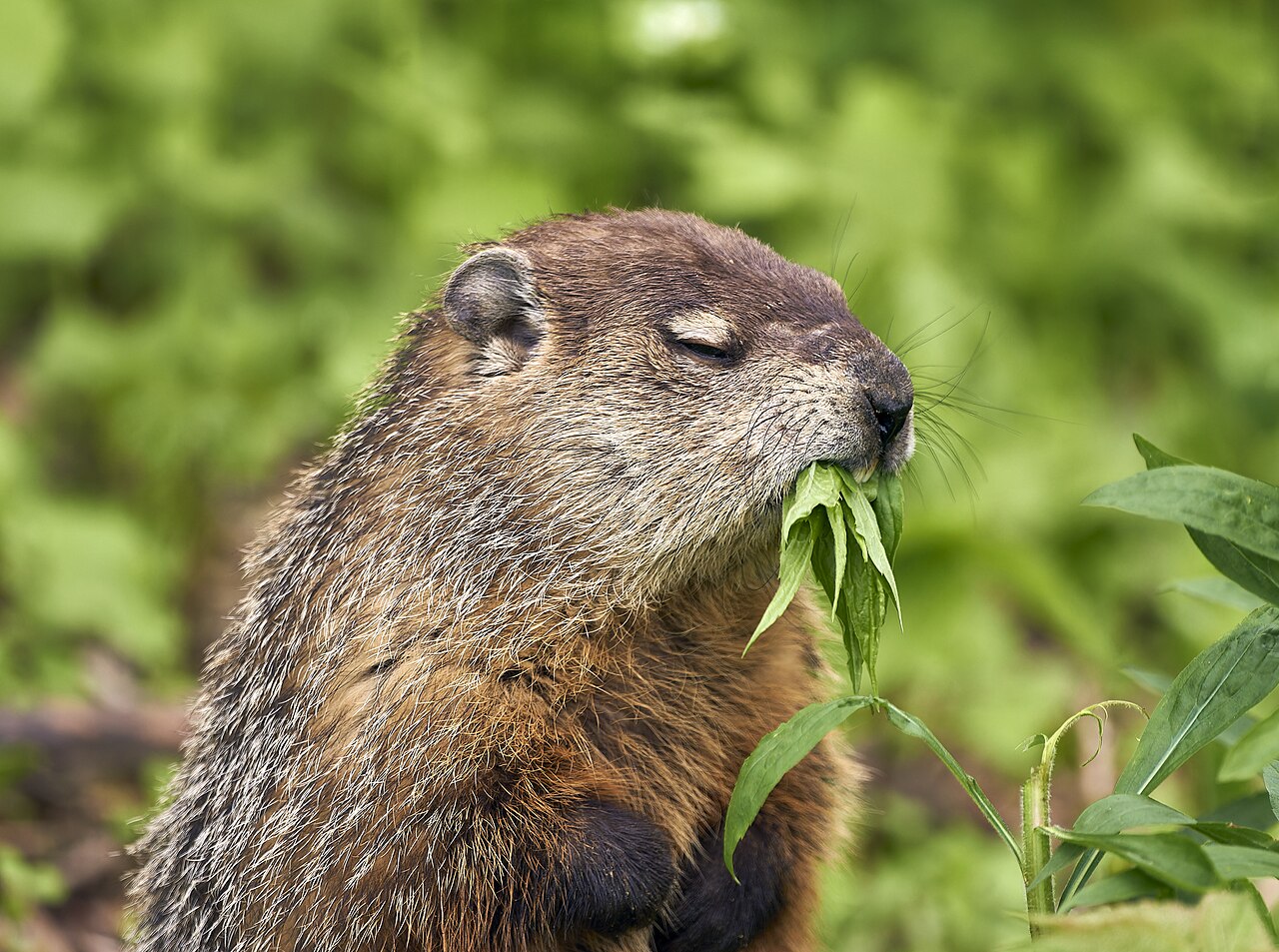Groundhog