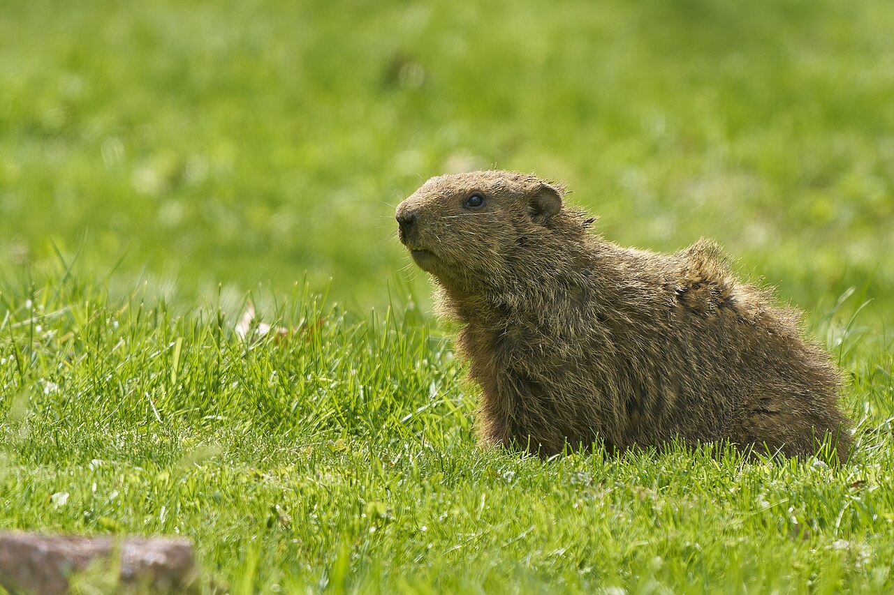 Groundhog