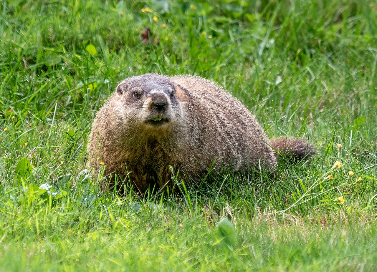Groundhog