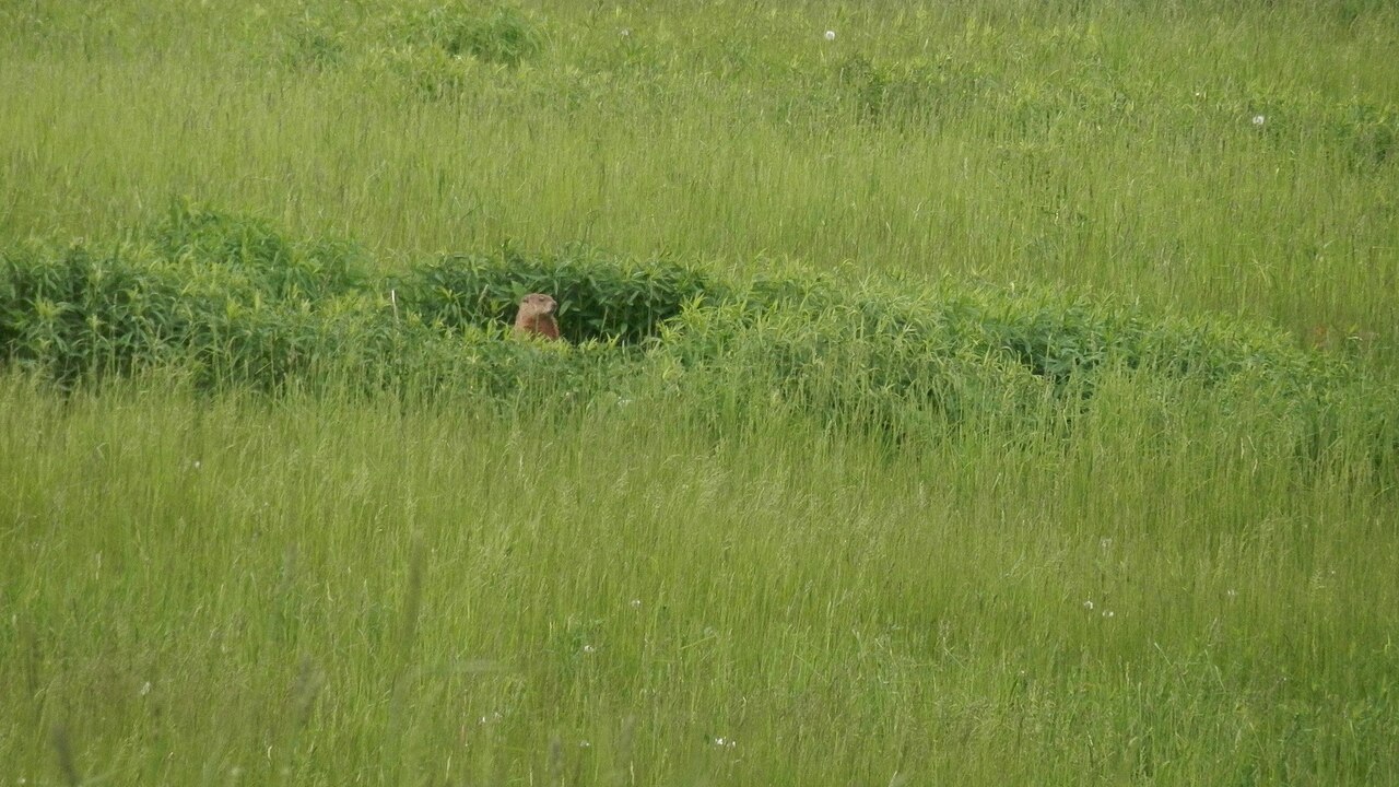 Groundhog