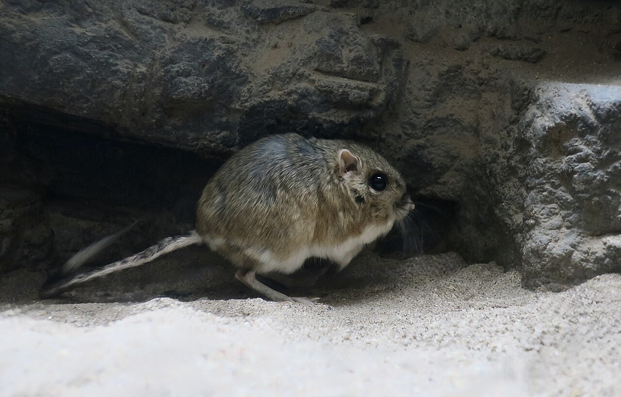 Kangaroo rat
