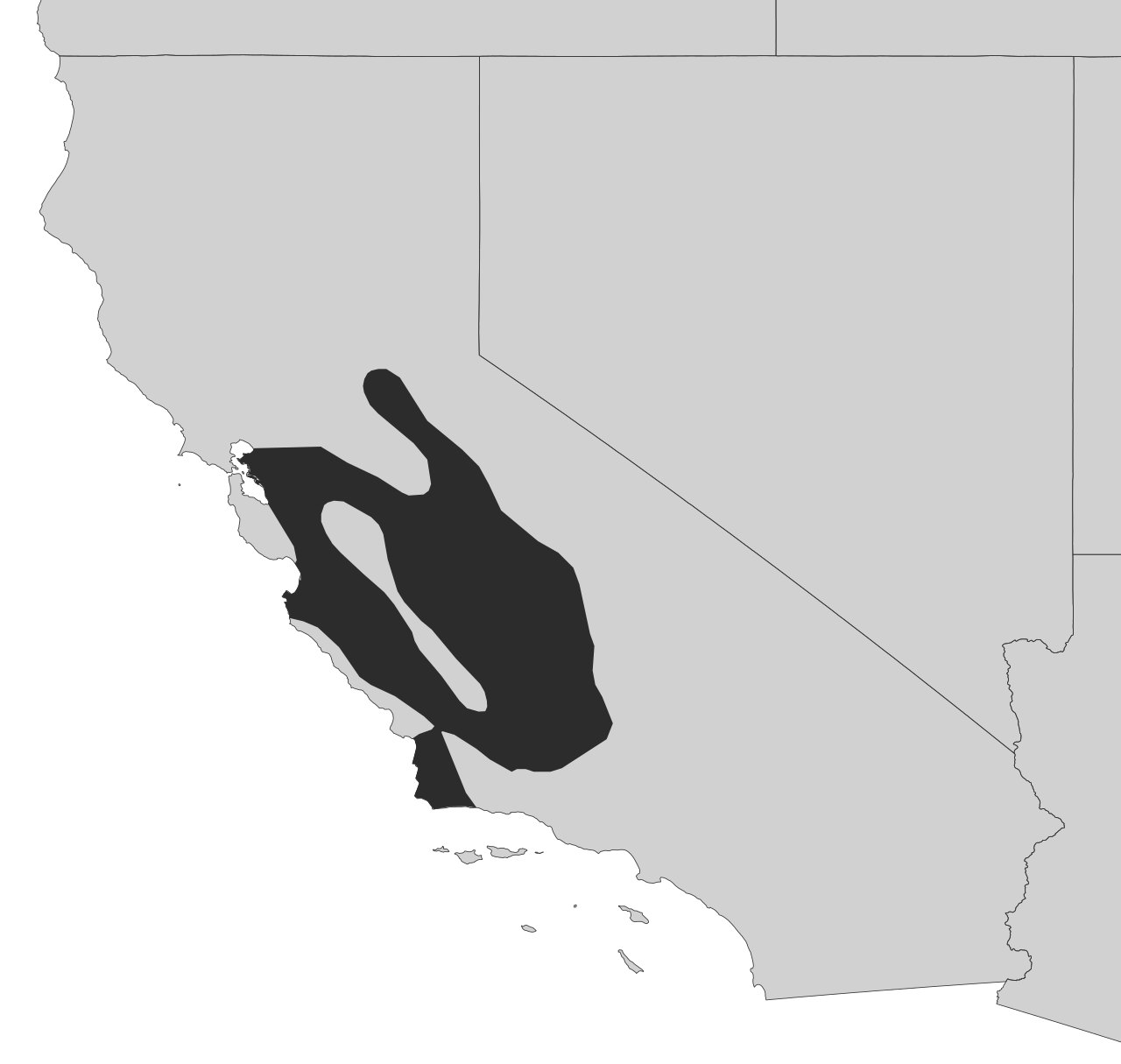 Kangaroo rat