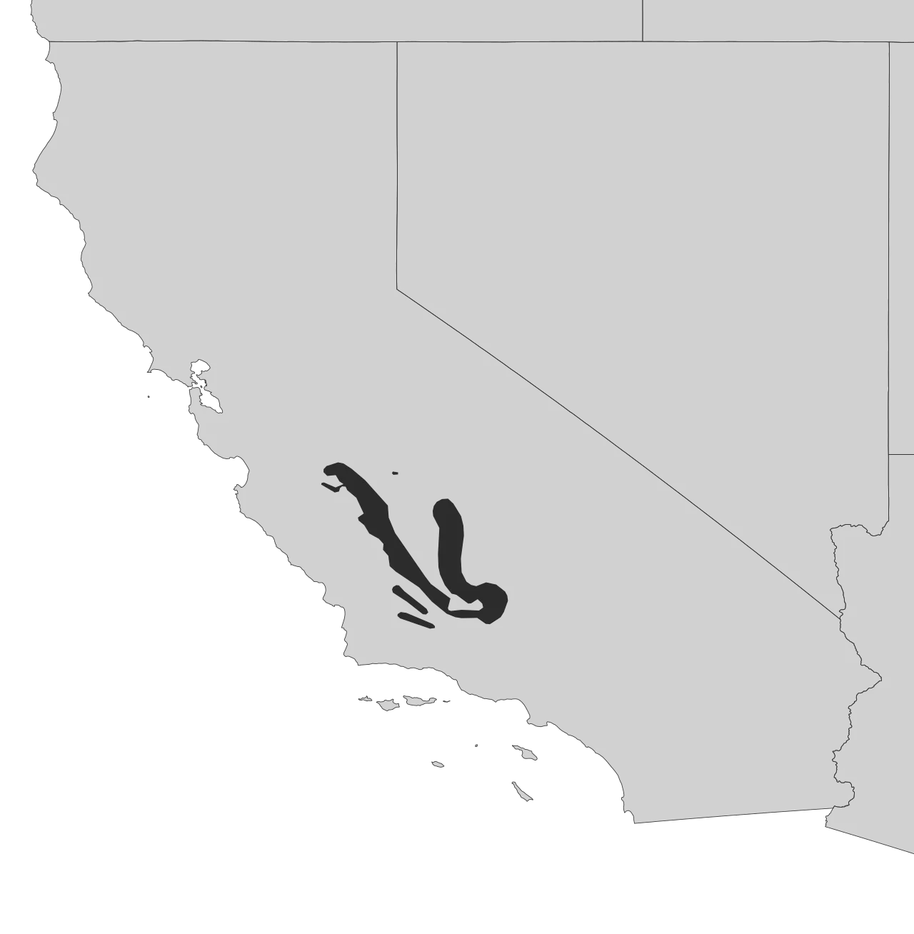 Kangaroo rat